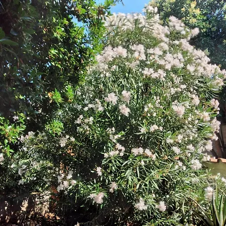 La Casa Degli Oleandri 4*